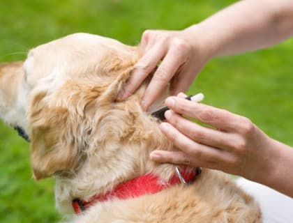 Köpeğimin Eklem Ağrısı Lyme Hastalığı Olabilir Mi?