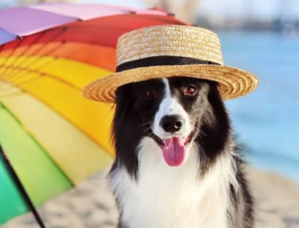 Köpeğinizin Aşırı Isındığını Gösteren İşaretler