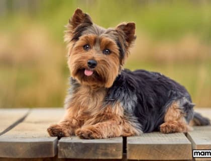 Yorkshire Terrier Köpek Irkı Özellikleri, Bakımı, Beslenmesi ve Eğitimi