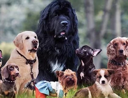 Köpek Irklarına Göre Mama Seçiminin Önemi