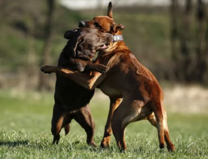 Köpek Kavgası Nasıl Ayrılır?
