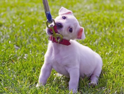 Köpek Tasması Seçerken Dikkat Etmeniz Gerekenler