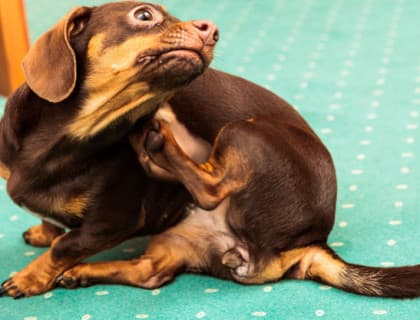 Köpek Ve Kedilerde Kaşıntılı Cildi Rahatlatmanın 7 Doğal Yolu