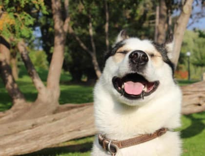 Köpekler Gülümser Mi?