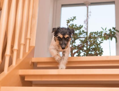 Köpekler İçin Evde Yapılabilecek 5 Kış Egzersizi