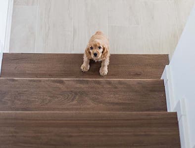 Köpeklerde Merdiven Korkusu