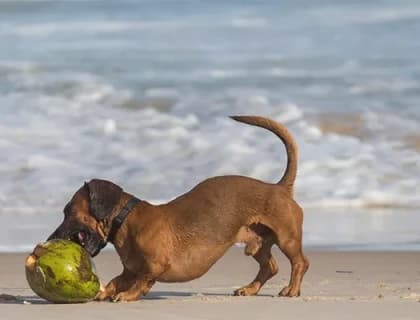 Köpeklerde Alerji Türleri ve Belirtileri