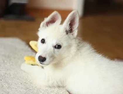 Köpeklerde Burun Akıntısı, Sebepleri ve Tedavisi