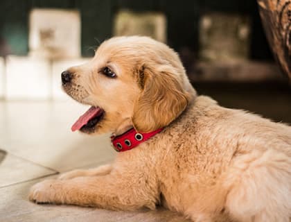 Köpeklerde Hipoglisemi Nedir?