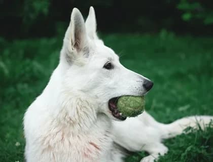 Köpeklerde Oluşan Stres Belirtileri ve Azaltma Önerileri