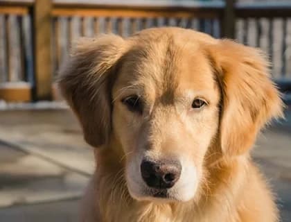 Köpeklerde Pika Sendromu: Belirtileri ve Tedavisi Yolları