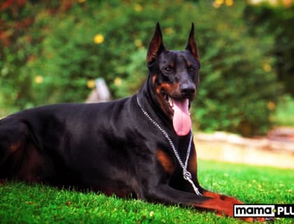 Koruma Köpek Irkları İçin Mama Tavsiyesi