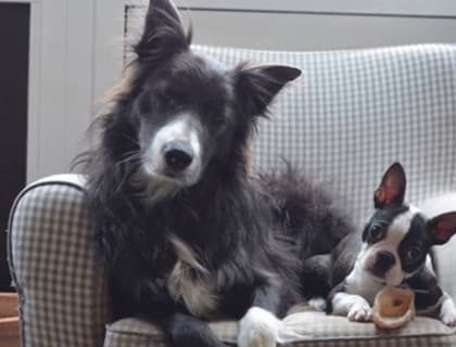 Küçük Irk Köpekler Neden Daha Uzun Yaşar?