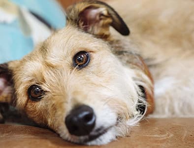 Küçük Irk Köpeklerde Karşılaşılan Hastalıklar