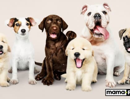 Küçük Köpek Irkları İçin Mama Tavsiyesi