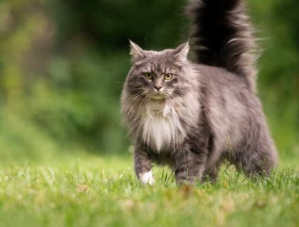 Maine Coon Kedisi Özellikleri, Bakımı, Beslenmesi ve Eğitimi