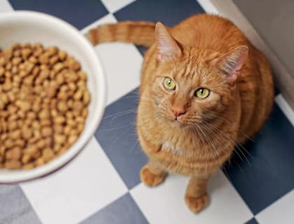 Patili Dostlarımız Kediler İçin 5 Sağlıklı Besin