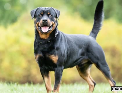Rottweiler Köpek Irkı Özellikleri, Bakımı, Beslenmesi ve Eğitimi