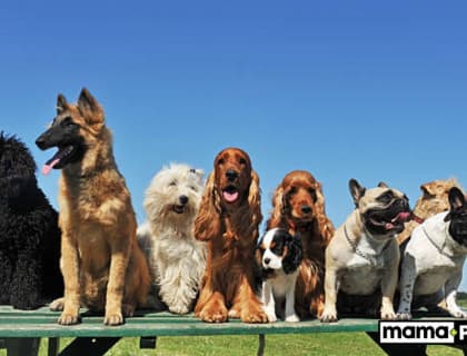 Safkan Köpek Irkları İçin Mama Tavsiyesi