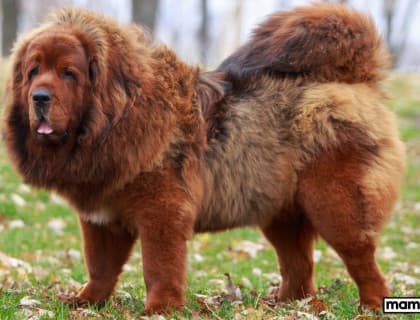 Tibet Mastiffi Köpek Irkı Özellikleri, Bakımı, Beslenmesi ve Eğitimi