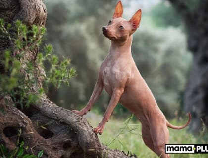 Tüysüz Köpek Irkları İçin Mama Tavsiyesi