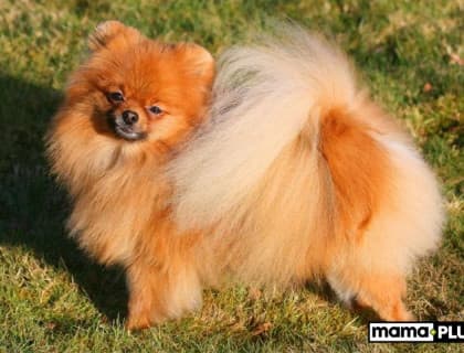 Uzun Tüylü Köpek Irkları İçin Mama Tavsiyesi