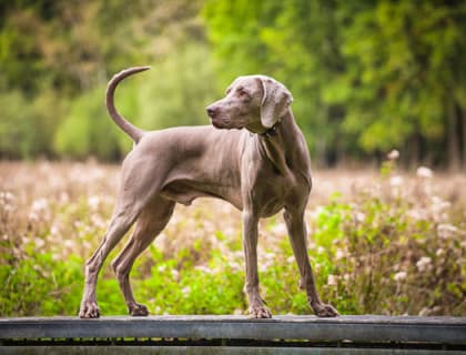 Weimaraner Köpeği Özellikleri, Bakımı, Beslenmesi ve Eğitimi