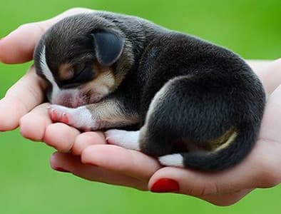 Yavru Köpekler 1 Haftalık Yeni Doğan Yavru Köpek Gelişimi