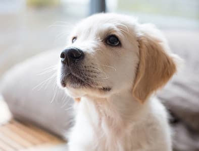 Yavru Köpekler için Zehirli Bitkiler!