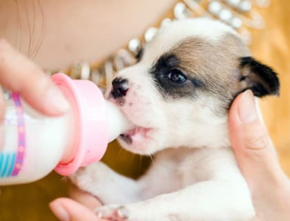 Yavru Köpekler Nasıl Beslenmeli?