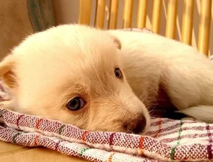 Yavru Köpeklerin Bakım ve Beslenmesi