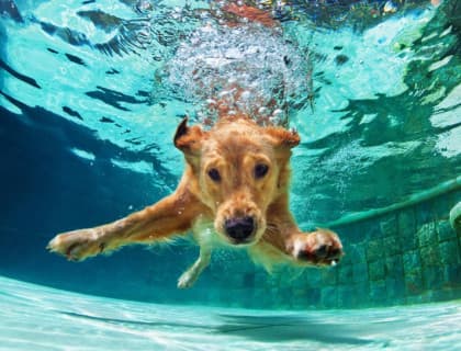 Yaz Aylarında Köpeğiniz İle Yapabileceğiniz 5 Eğlenceli Etkinlik