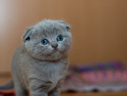 Yeni Bir Yavru Kedi Bakımı: İlk 6 Ay