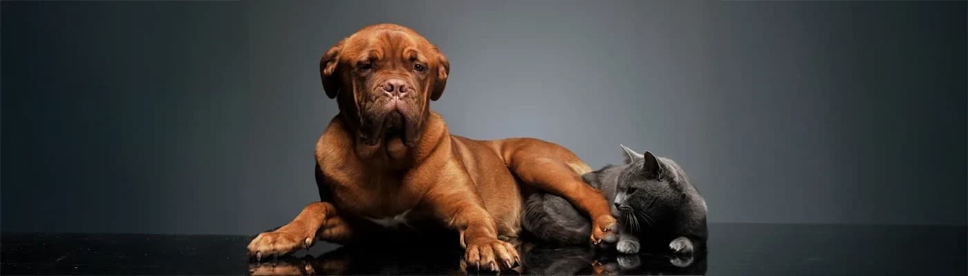 MamaPlus PRIVE: Patili Dostunla Paylaştığın Anları Uzatan Özel Beslenme Deneyimi - Patili dostlarımız… Hayatımızın en sessiz ama en anlamlı cümleleri. Gözümüzün içine bakışlarıyla “buradayım” diyen, eve geldiğimizde en önce bizi karşılayan, iyi günümüzde de kötü günümüzde de yanımızdan ayrılmayan minik ruhlar...