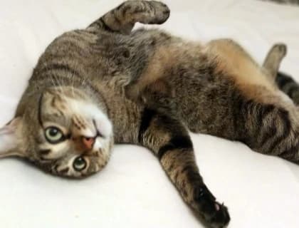 Kedim Kısırlaştırıldıktan Sonra Değişen Davranışları? Kısır Kedim Huy Değiştirdi