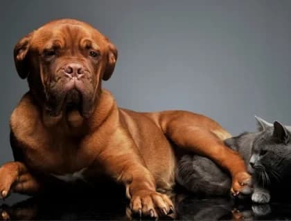 MamaPlus PRIVE: Patili Dostunla Paylaştığın Anları Uzatan Özel Beslenme Deneyimi