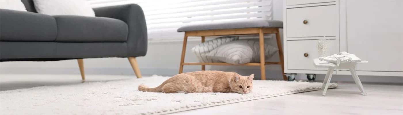 İç Mekân Kedileri İçin Kalori Yönetimi ve Oyunla Aktivite - Ev konforu + doğru ritim = mutlu kedi