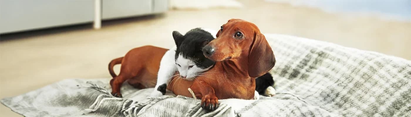 Ödül–Mama Dengesi: Eğitim Günlerinde Kalori Yönetimi - Fazla ödül, güzel davranışı gölgeleyebilir