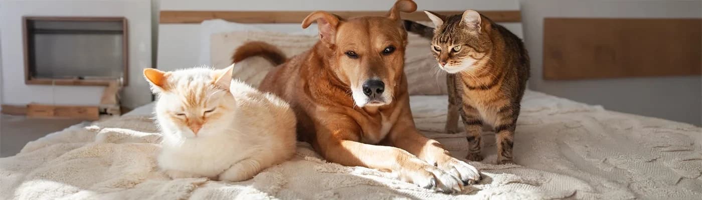 Kısırlaştırılmış Kedi/Köpeklerde İdeal Kiloyu Korumak: Neler Değişir? - Aynı pati, farklı metabolizma