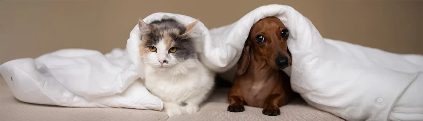 Etiket Okuma 101: ‘Birincil Protein’den ME (kcal)’e—Mama Etiketini Doğru Okuyun - Etiket, kutunun içindeki hikâyedir