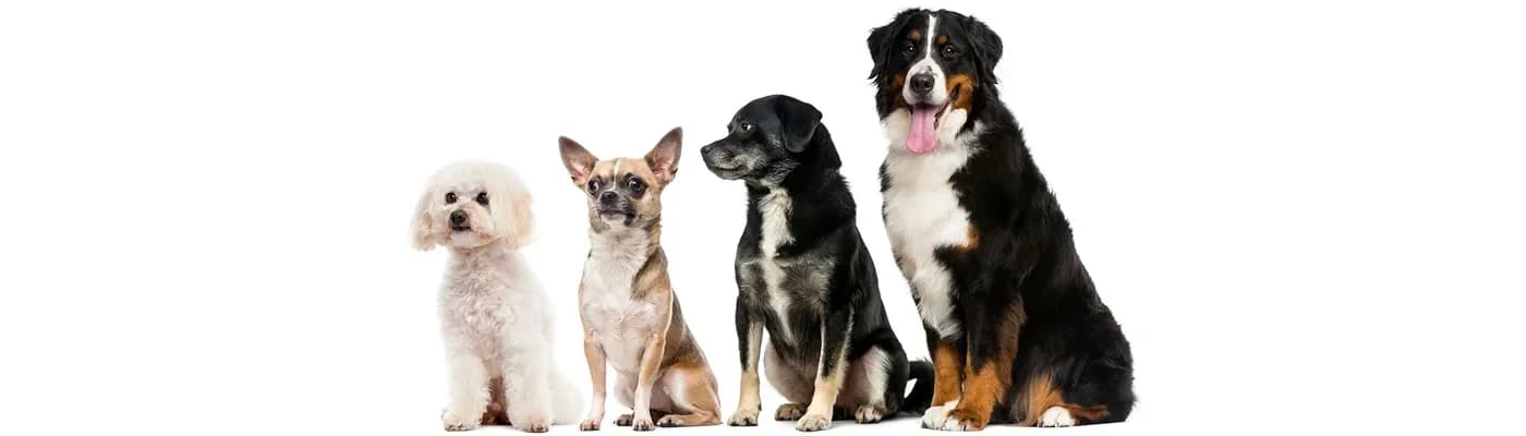 Küçük vs Büyük Irklar: Tane Boyutu, Enerji Yoğunluğu, Eklem Desteği - Aynı kase, farklı ihtiyaçlar