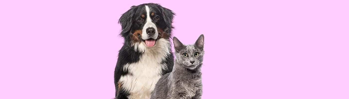 Porsiyon Hesaplama: Yaş, Kilo ve Aktiviteye Göre Günlük Miktar - Doğru mama, doğru miktarla anlam kazanır