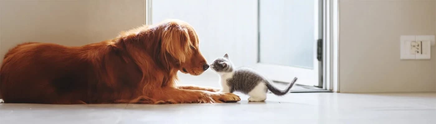 Kedi & Köpekte Kilo Kontrolünde Davranışsal İpuçları - Kilo yönetimi, mutfak terazisinden fazlası