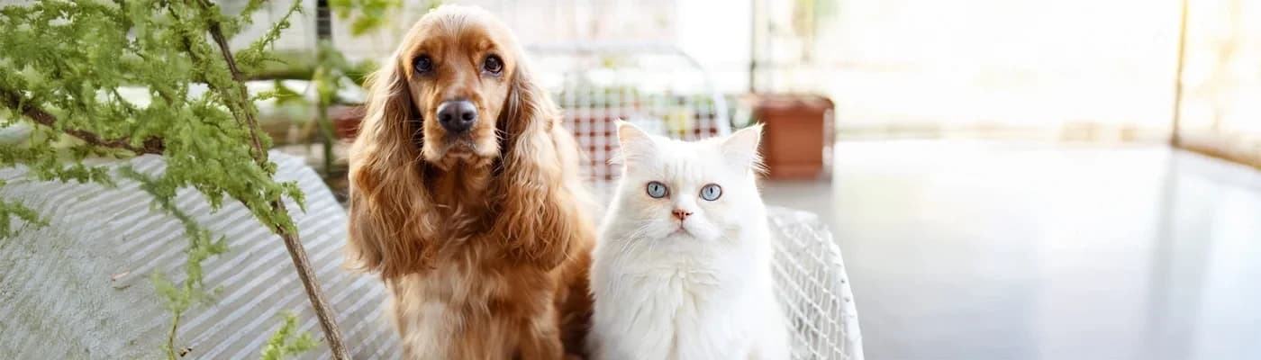 Kısırlaştırma Sonrası Beslenme: İştahtan Kiloya Geçiş Planı - Yeni hormon dengesi, yeni beslenme ritmi