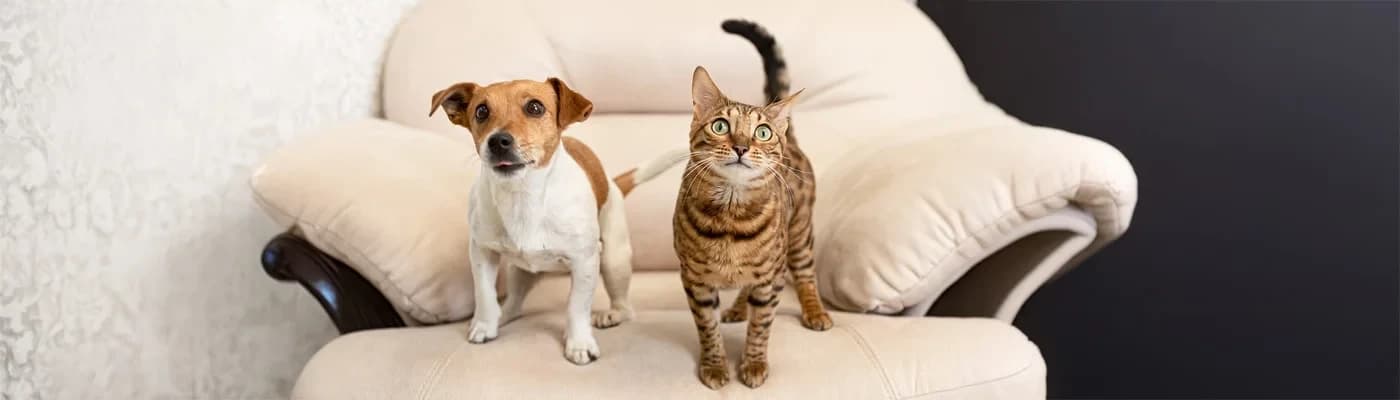 Kısırlaştırma Öncesi–Sonrası Enerji ve Aktivite Günlüğü (30 Günlük Plan) - Yeni hormon dengesi, ölçerek yönetilir