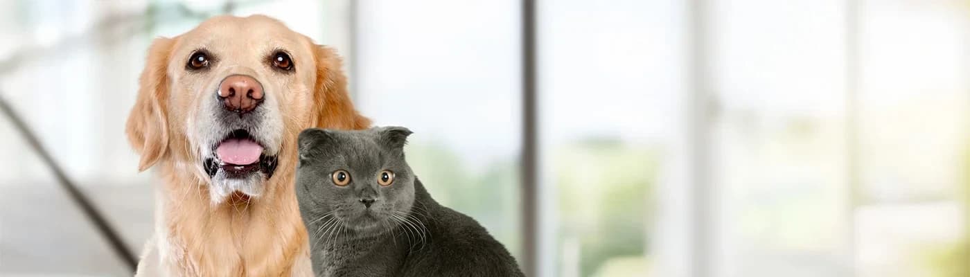 Deri & Tüy Desteği: Omega, Çinko ve “Sadece Ona Özel” Yaklaşım - Parlak tüy, içten dışa başlar