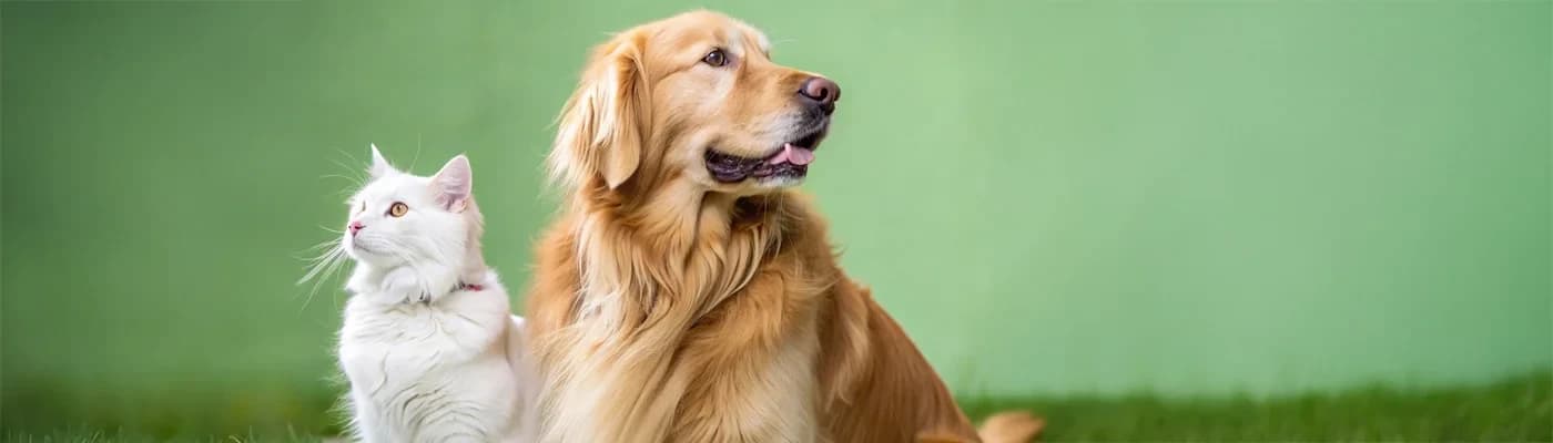 Senior (Yaşlı) Patilerde Diş–Çiğneme Konforu ve Doku Seçimi - Yaş almak, yemekten keyfi bitirmez