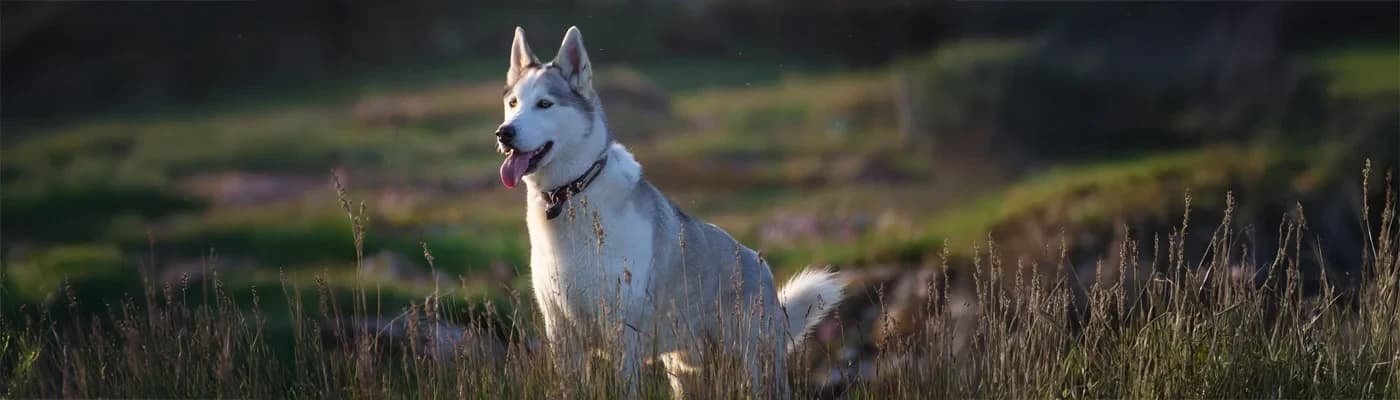 İç–Dış Mekân Köpeklerinde Koku Oyunları + Beslenme Senkronu - Burun çalışırsa zihin sakinleşir