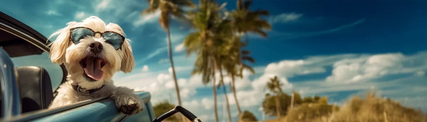 Köpeklerde Seyahat (Araç/Uçak) Günleri: Porsiyon, Su ve Mola Planı - Köpek sahiplerinin köpekleriyle nasıl seyahat edeceği konusu çoğu zaman kafa karıştırıcıdır-- özellikle de uzun yolculuklara çıkacak sahipler için. Köpeklerle seyahat etmenin birçok yolu vardır; ancak bu süreçte en önemli konu, köpeğinizin konforunu sağlamaktır. Bu yazımızda, köpeğinizle seyahat ederken hem onun hem de sizin konforunuzu korumanız için dikkat etmeniz gereken temel noktaları bulacaksınız.