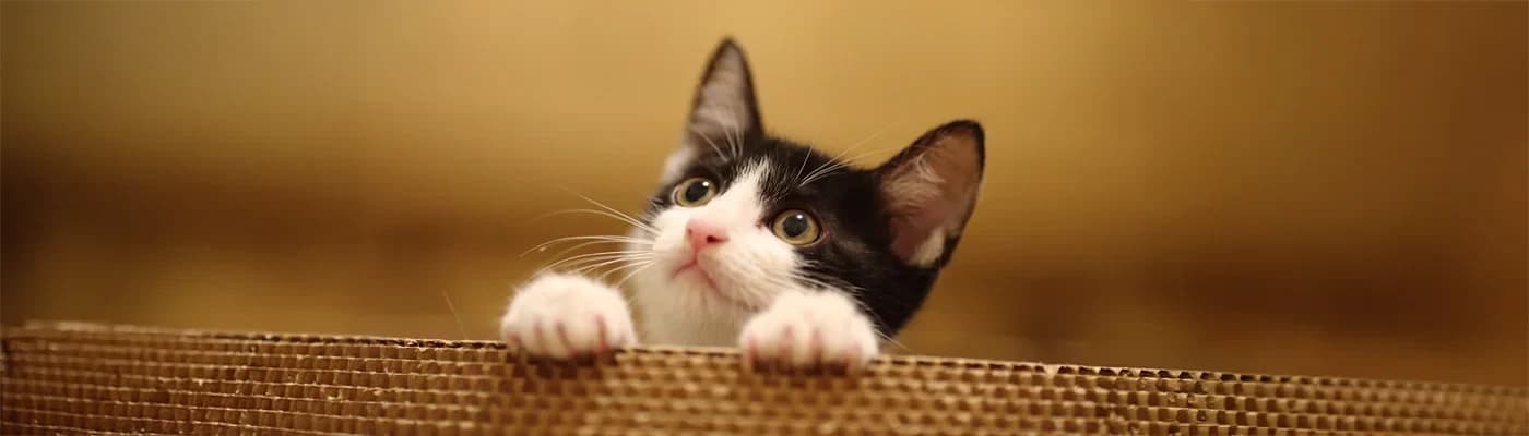 Her Kediye Özel Mama ile Gerçek Sağlığı Keşfetmek - Evinde bir kediyle yaşayan herkes bilir: Kediler sadece sevimli dostlarımız değil, aynı zamanda evin kalbidir.
Her biri kendi karakterine, alışkanlıklarına ve küçük huylarına sahiptir. Fakat ne kadar farklı olurlarsa olsunlar, hepsinin ortak bir ihtiyacı vardır: doğru beslenme.